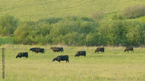 Cattle peacefully grazing in a lush green pasture, creating a picturesque rural landscape