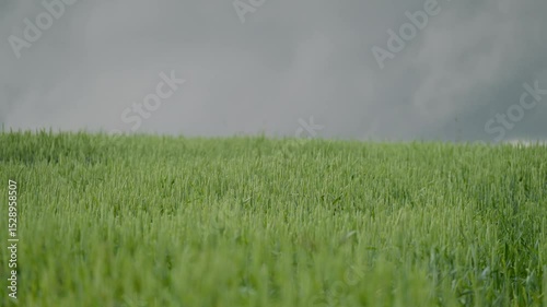 Gewitterwolken über Feldlandschaft – Unwetter zieht auf