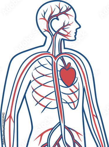 Human Circulatory System Diagram