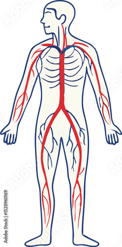 Full Body Blood Circulation System Illustration