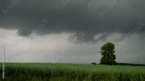 Alleinstehender Baum unter Gewitterwolken auf einem Feld
