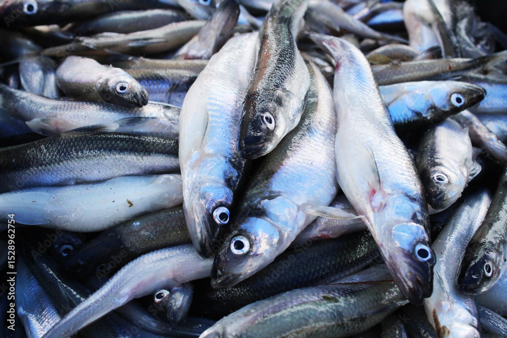 Obraz premium Background of small sprat fish close-up. Fish background