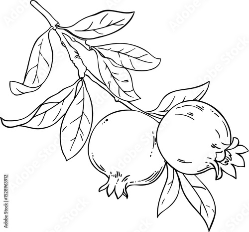 Pomegranate Branch with  Fruits  Outline Illustration