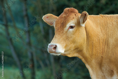 Cattle breed, Limousin France, threatened with extinction. photo