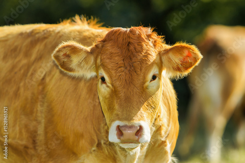 Cattle breed, Limousin France, threatened with extinction.