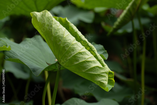 lotus leaf curled in summer