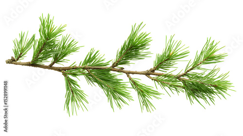 Green tree branch isolated on a white or transparent  background   