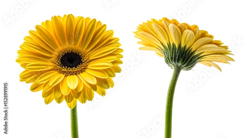 Two vibrant yellow gerbera daisies isolated on white background, front and side views
