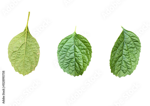 Fresh green plant leaves with different angles, showing natural texture details from above, side and below. Suitable for botanical design, plant education or natural visual elements.