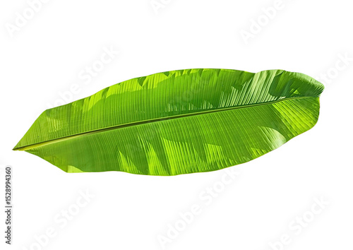 Green banana leaf spread wide with natural texture on transparent background. Suitable for traditional food design, natural packaging, tropical decoration or culinary visual elements.