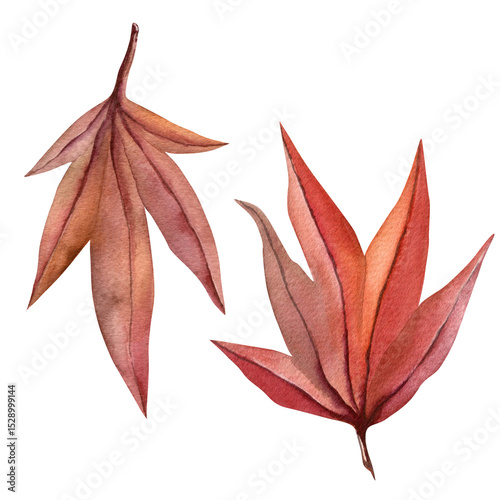Autumn leaves watercolor illustration - Japanese maple in vibrant red isolated on a white background