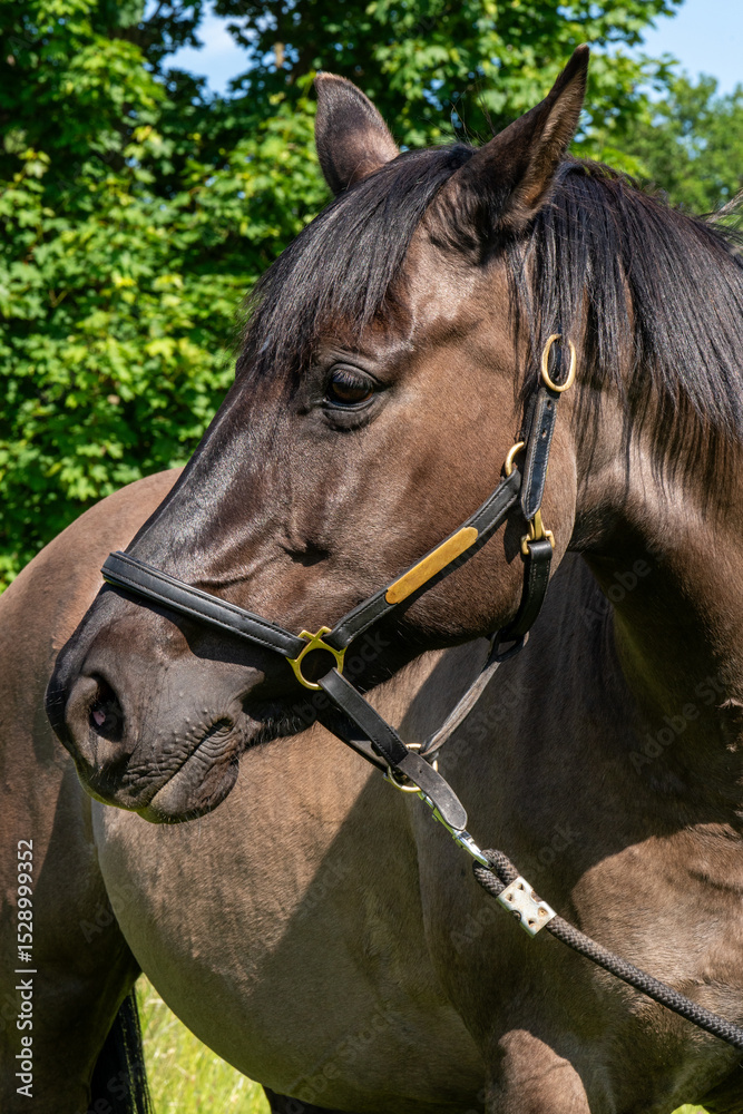 Obraz premium Close up of dark brown horse outdoors . Animal is captured in detail with emphasis on head, coat, eyes. Concept of nature, animals, country life and equestrian beauty.