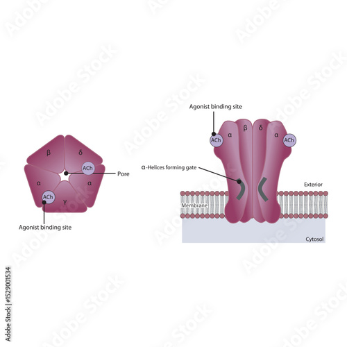 Structure of the Nicotinic Acetylcholine Receptor – Subunits, Ion Channel Pore, and Membrane Localization. Simple schematic illustration.