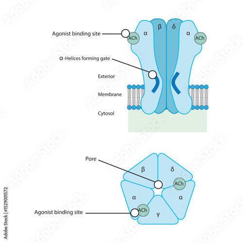 Structure of the Nicotinic Acetylcholine Receptor – Subunits, Ion Channel Pore, and Membrane Localization. Simple schematic illustration.