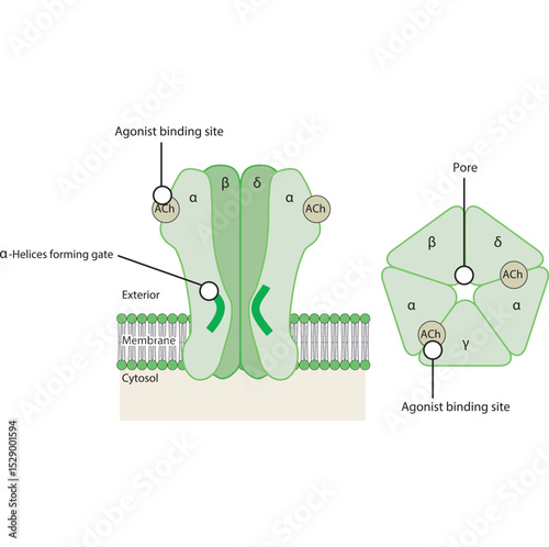 Structure of the Nicotinic Acetylcholine Receptor – Subunits, Ion Channel Pore, and Membrane Localization. Simple schematic illustration.