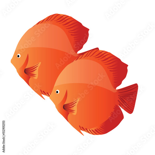 Realistic red discus fish in vector format