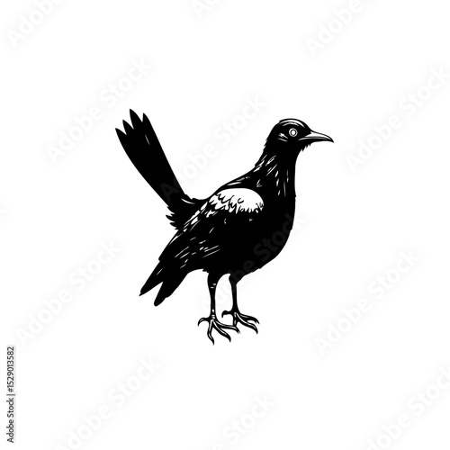 Elegant black and white drawing of a magpie standing gracefully on a white background