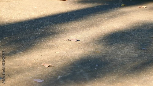 Natural leaf shadows on an old cement walkway.