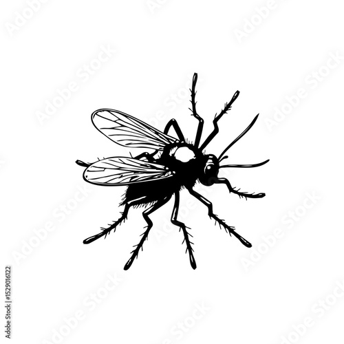 Detailed monochrome illustration of a fly with transparent wings and long legs