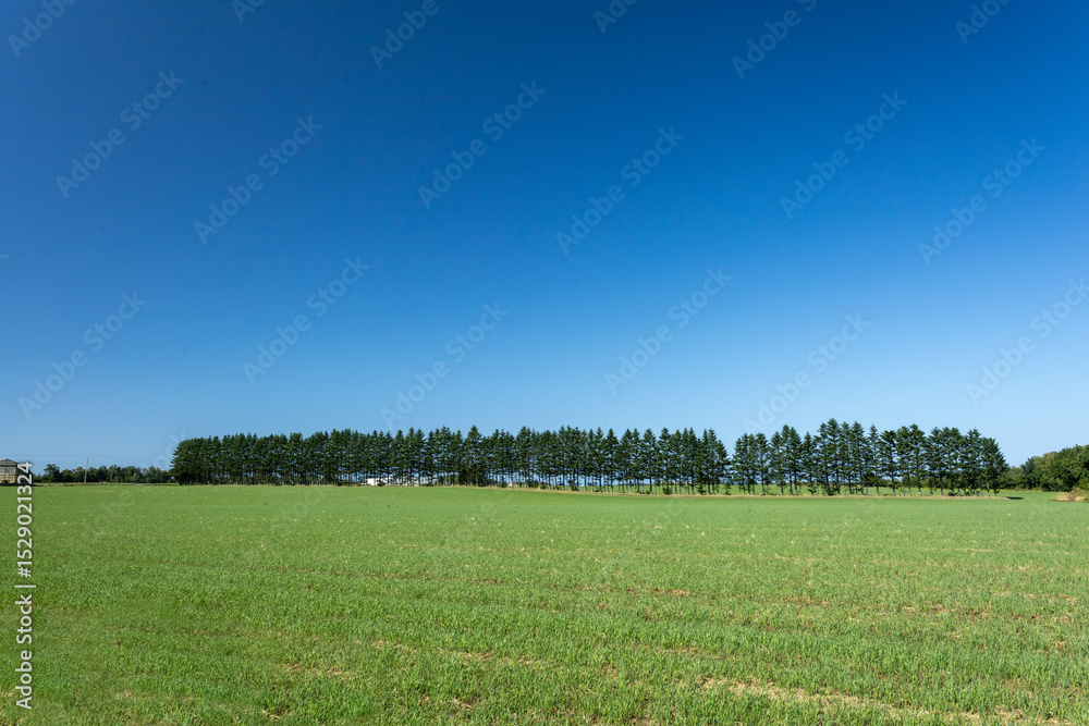 Fototapeta premium Tree-lined field