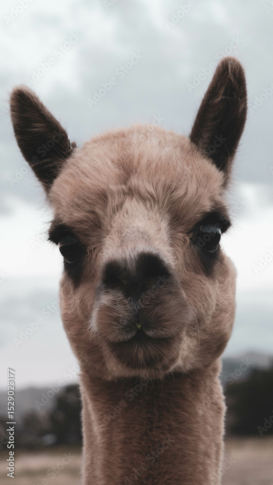 Obraz premium close up of a llama