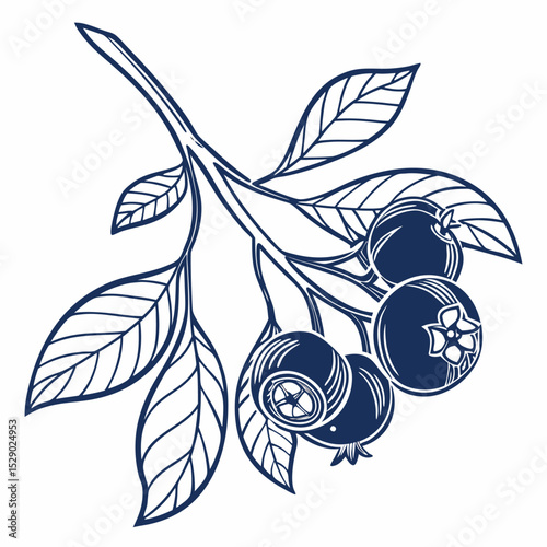  blueberries with leaves