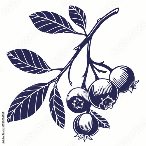  blueberries with leaves