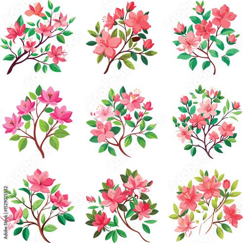Pink azalea flower branches illustrations