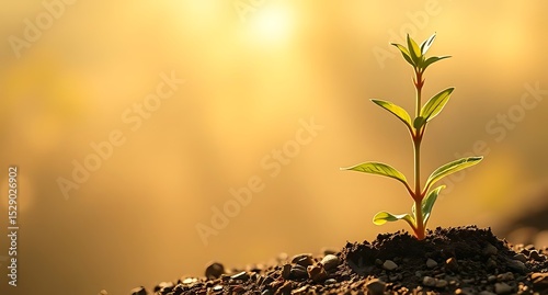 Single sprout growing in sunlight at dawn