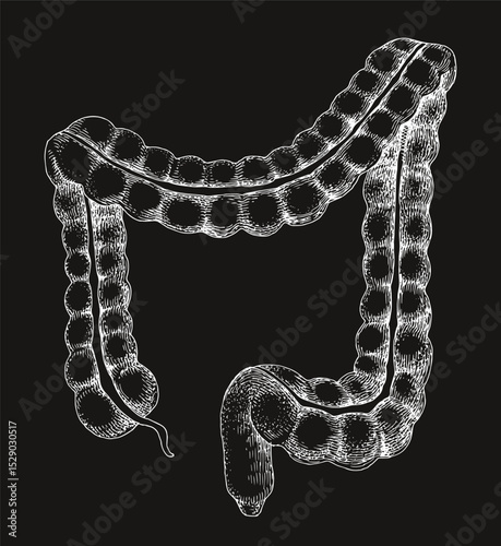 Human intestines anatomy hand drawn vector