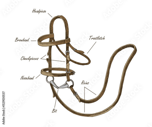 Bridle parts hand drawn vector scheme