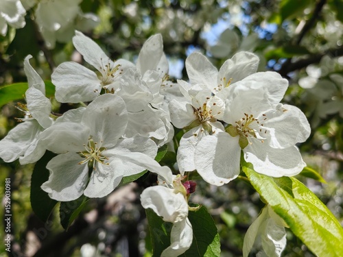 blossoming apple tree, apple tree in bloom, beautiful white apple tree flowers, apple tree blossom in spring