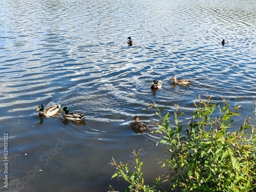 a family of wild ducks swimming in a lake, a mother duck and her ducklings