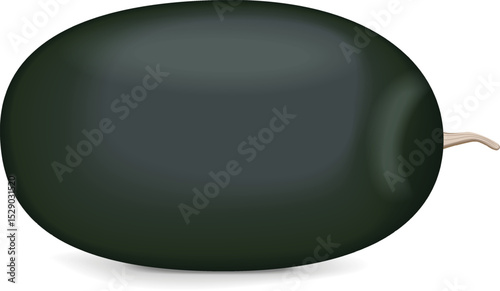 Kiran Watermelons. Ice-box Watermelon. Citrullus lanatus. Fruits and vegetables. Isolated vector illustration.