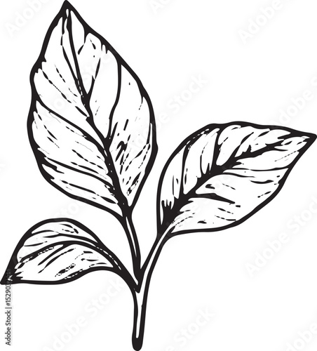 A hand-drawn sketch of three lush tropical leaves with detailed veins, perfect for botanical art, nature-inspired designs, tropical decor, greeting cards, wallpapers, and patterns in textiles or stati