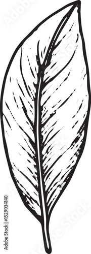 A hand-drawn sketch of a tropical leaf with unique cutouts and detailed textures. Perfect for botanical art, tropical designs, nature-inspired decor, greeting cards, wallpapers, and patterns in textil