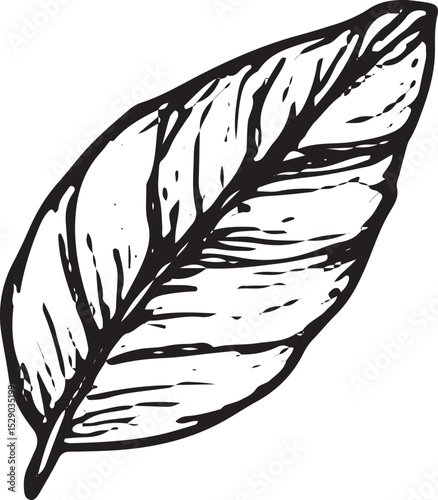 A hand-drawn sketch of a tropical leaf with unique cutouts and detailed textures. Perfect for botanical art, tropical designs, nature-inspired decor, greeting cards, wallpapers, and patterns in textil