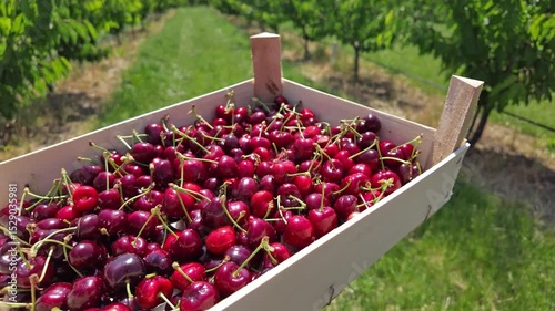 Fresh red sweet cherries in wooden crates prepared for sale on a market.