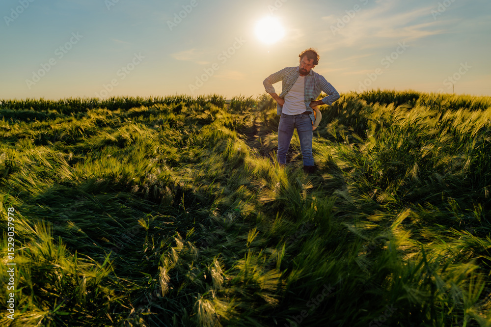 Fototapeta premium Concerned farmer assessing damage in a barley field, witnessing flattened crops from excessive rain and strong winds under the setting sun