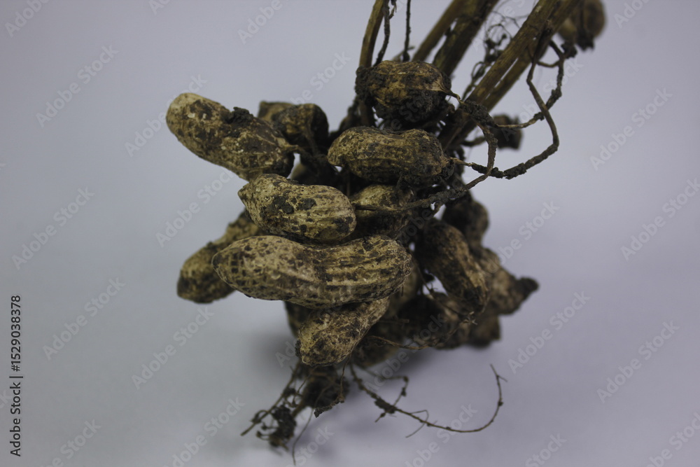 Fototapeta premium peanuts still attached to the tree