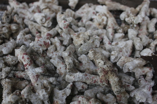 Fotografie Ginger coral is useful as a filtration for fish ponds