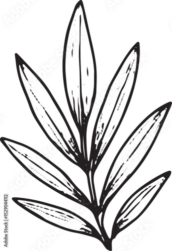 A hand-drawn sketch of a tropical palm frond with detailed, elongated leaflets, ideal for botanical art, nature-inspired designs, tropical decor, greeting cards, wallpapers, and patterns in textiles o