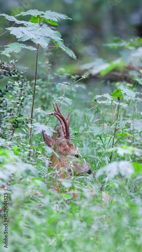 Portrait of lying roe deer buck in the middle of young maples in an undergrowth. Capreolus capreolus, Acer sp, Touraine, Indre et Loire 37, région Centre Val de Loire, France, European Union, Europe