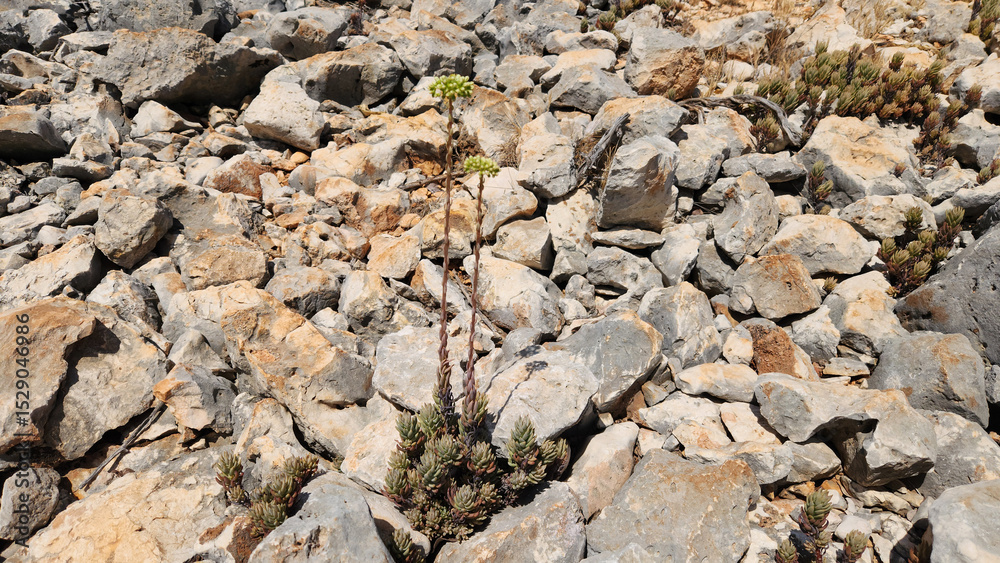 Obraz premium Petrosedum sediforme, or Pale Stonecrop, thrives among hot stones in summer. This resilient succulent adorns Mediterranean landscapes, proving beauty can endure harsh conditions