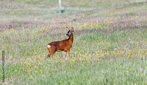 Fotografie Male roe deer among wild flowers