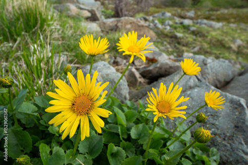 Spring blooms explosion of colors in gardens and meadows