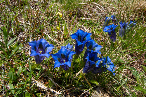 Spring blooms explosion of colors in gardens and meadows