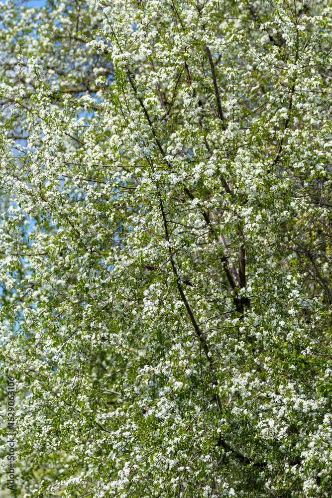 Fototapeta premium Spring blooms explosion of colors in gardens and meadows