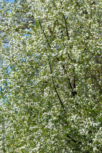 Spring blooms explosion of colors in gardens and meadows