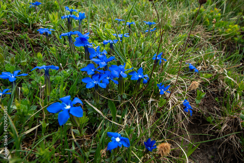 Spring blooms explosion of colors in gardens and meadows
